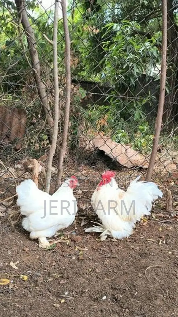 Cochin Bantam White chicken