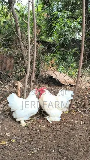 Cochin Bantam White chicken