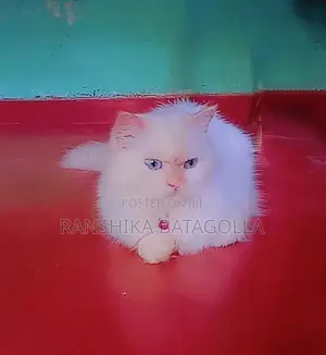 Persian Cat
