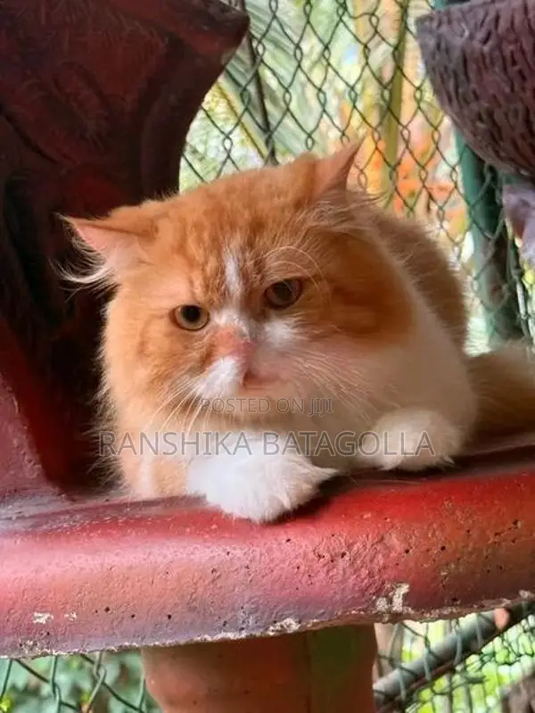 Persian Cat