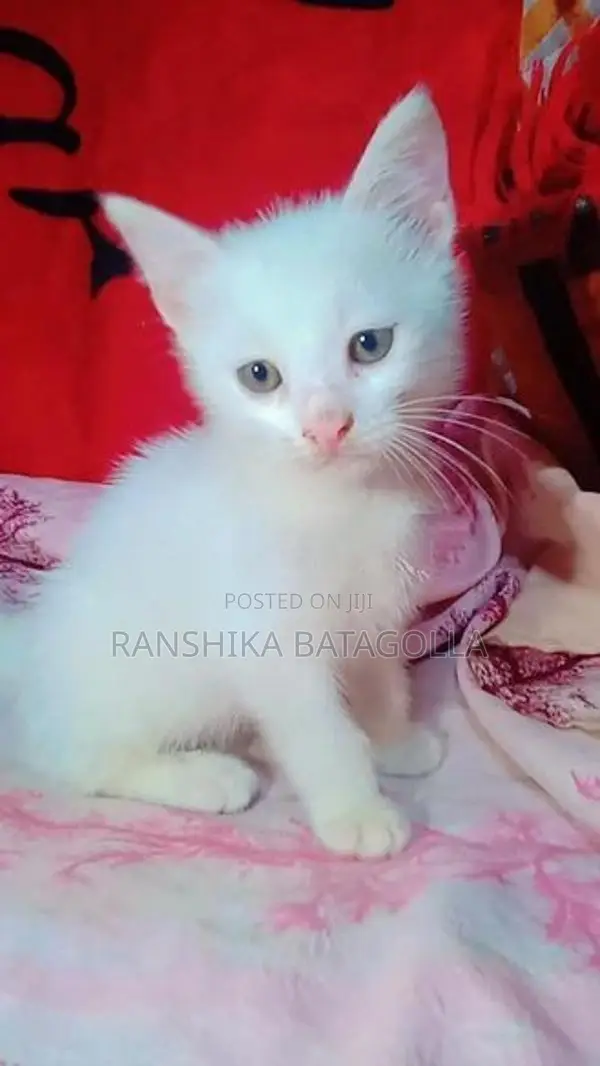 Persian Cat
