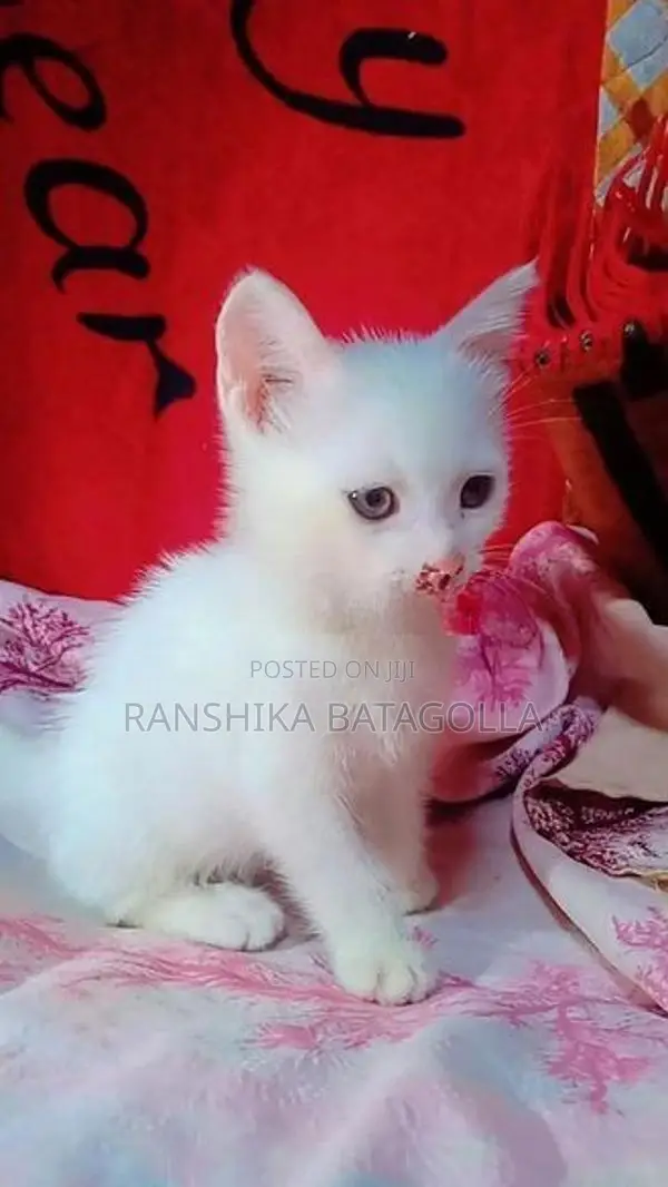 Persian Cat
