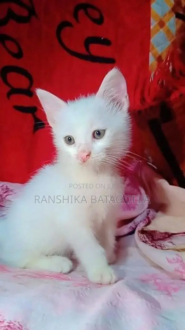Persian Cat