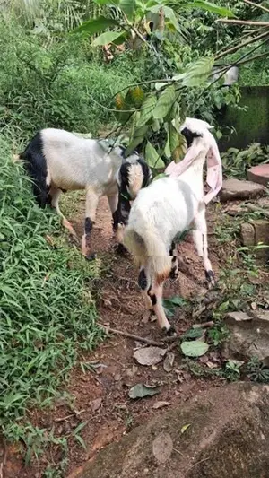 එළුවන්