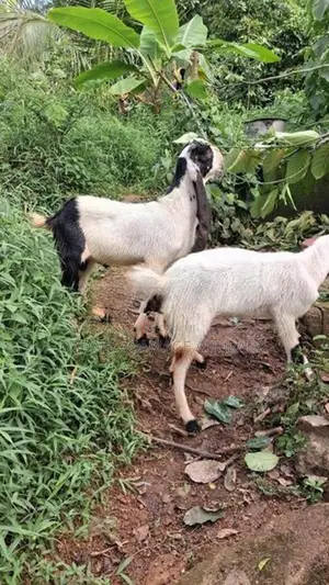 එළුවන්