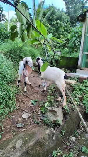 එළුවන්