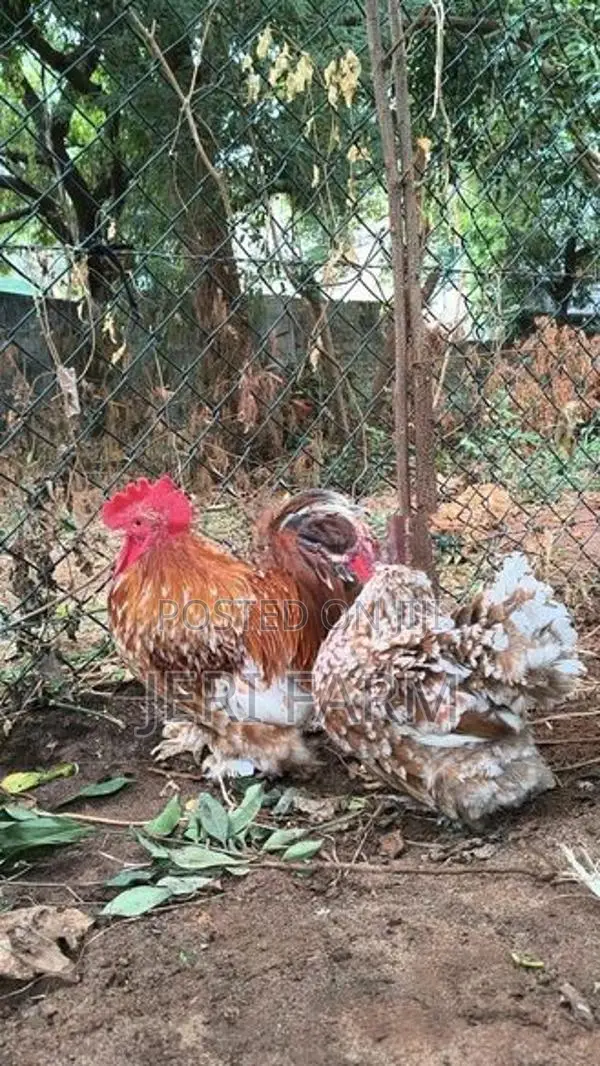 Tri Color Cochin Bantam