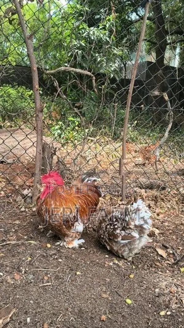 Tri Color Cochin Bantam