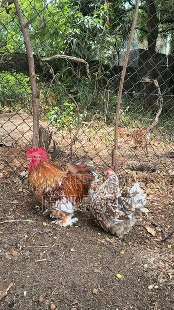 Tri Color Cochin Bantam