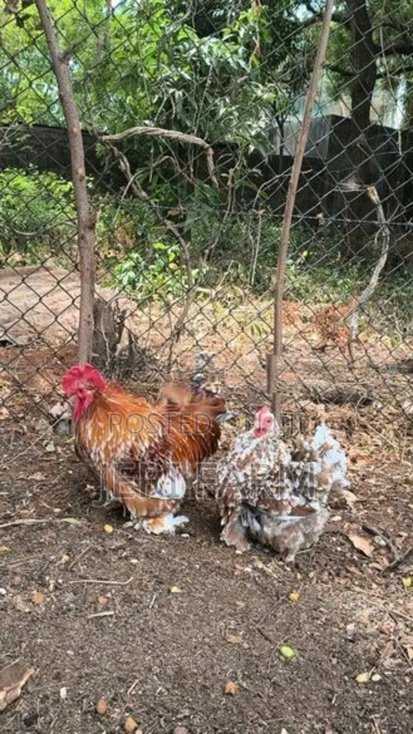 Tri Color Cochin Bantam