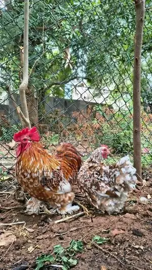 Tri Color Cochin Bantam