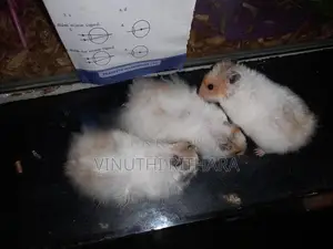 හැම්ස්ටර්ස්