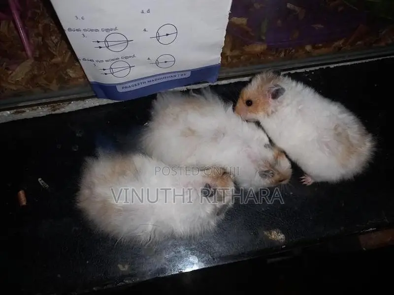 හැම්ස්ටර්ස්