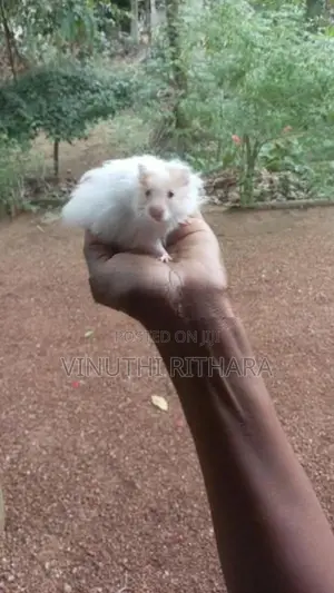හැම්ස්ටර්ස්
