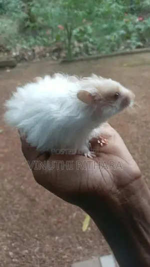 හැම්ස්ටර්ස්