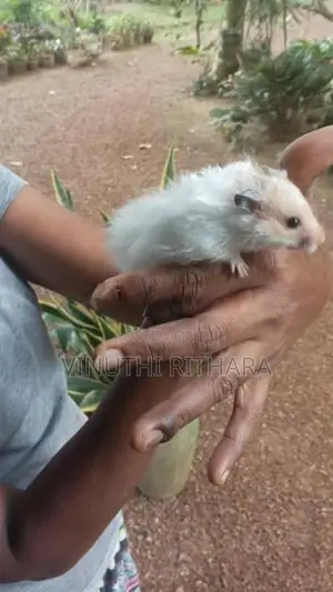 හැම්ස්ටර්ස්