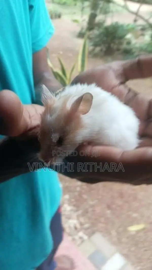 හැම්ස්ටර්ස්