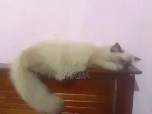 Ragdoll Himalayan Male Cat