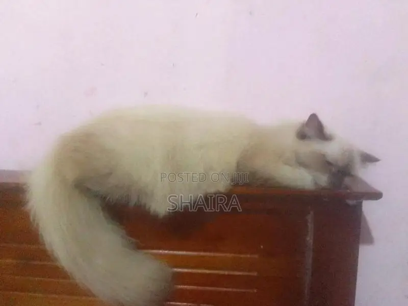 Ragdoll Himalayan Male Cat