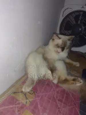 Ragdoll Himalayan Male Cat