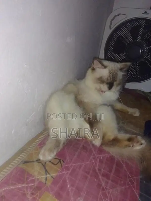 Ragdoll Himalayan Male Cat