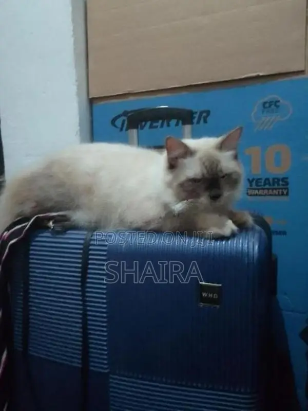 Ragdoll Himalayan Male Cat