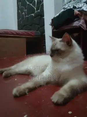 Ragdoll Himalayan Male Cat