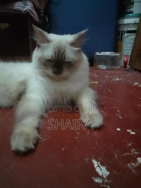 Ragdoll Himalayan Male Cat