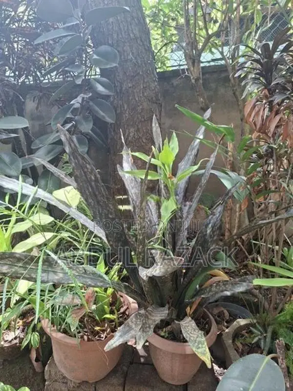 Plants Lot