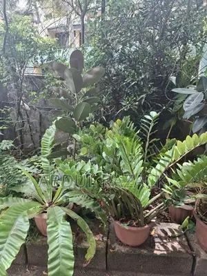 Plants Lot