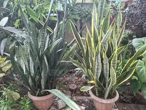 Plants Lot