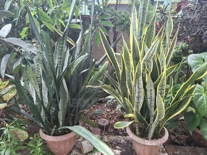 Plants Lot