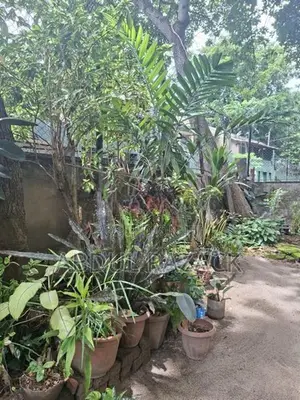 Plants Lot