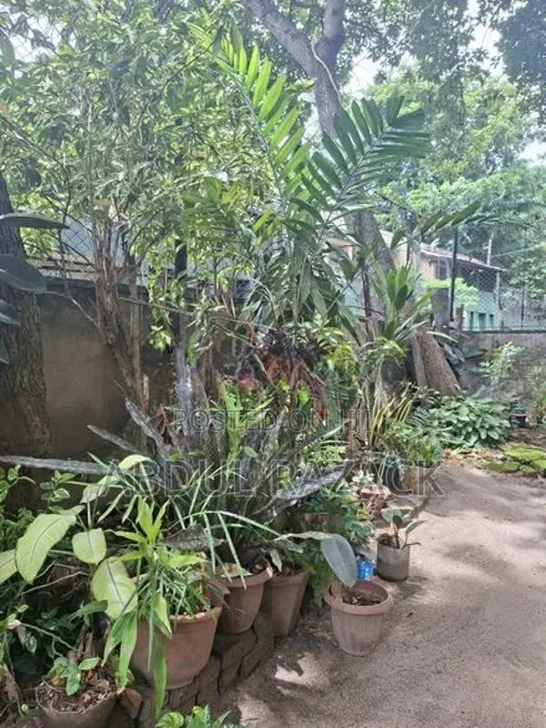 Plants Lot