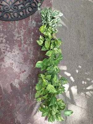 Plants Lot