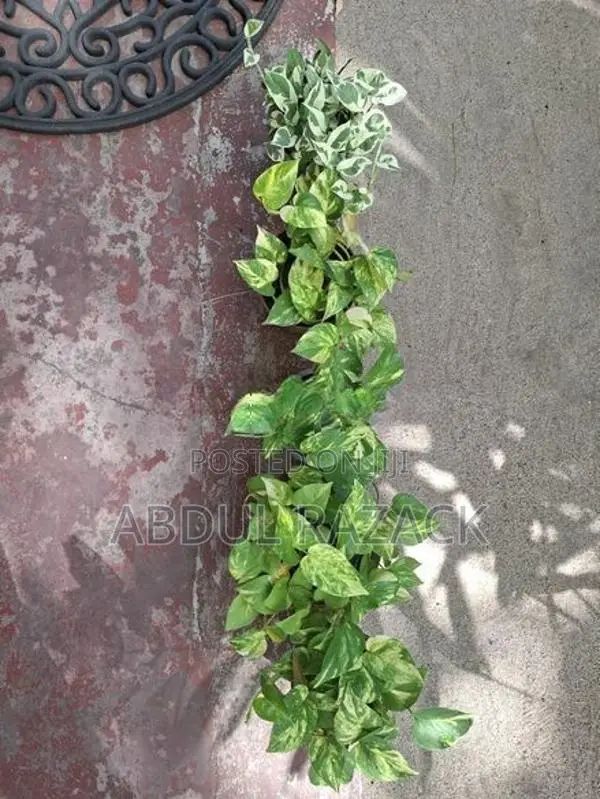 Plants Lot
