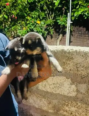 German Shepherd
