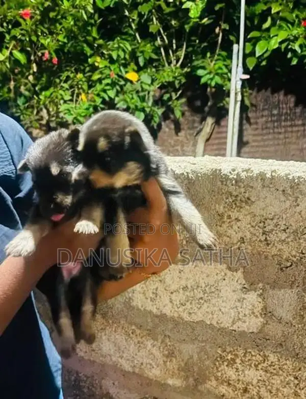 German Shepherd