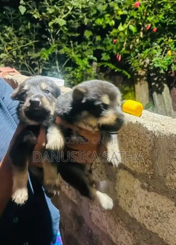 German Shepherd