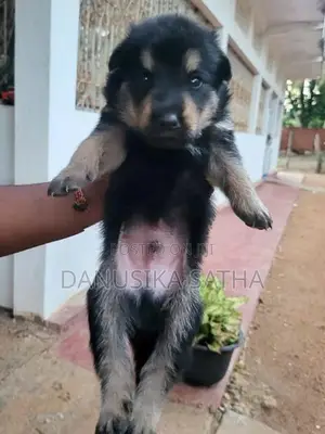 German Shepherd