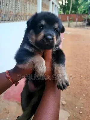 German Shepherd