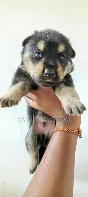 German Shepherd