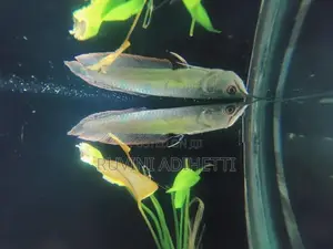 Arowana Fish