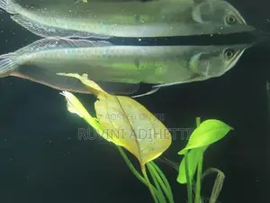 Arowana Fish