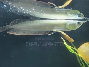 Arowana Fish