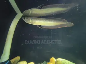 Arowana Fish