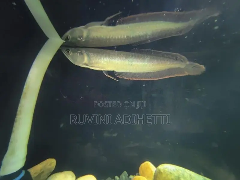 Arowana Fish