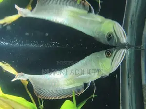 Arowana Fish