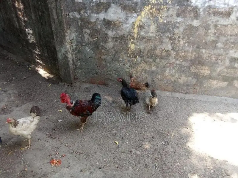 ஊர்க்கோழிகள்