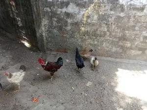 ஊர்க்கோழிகள்